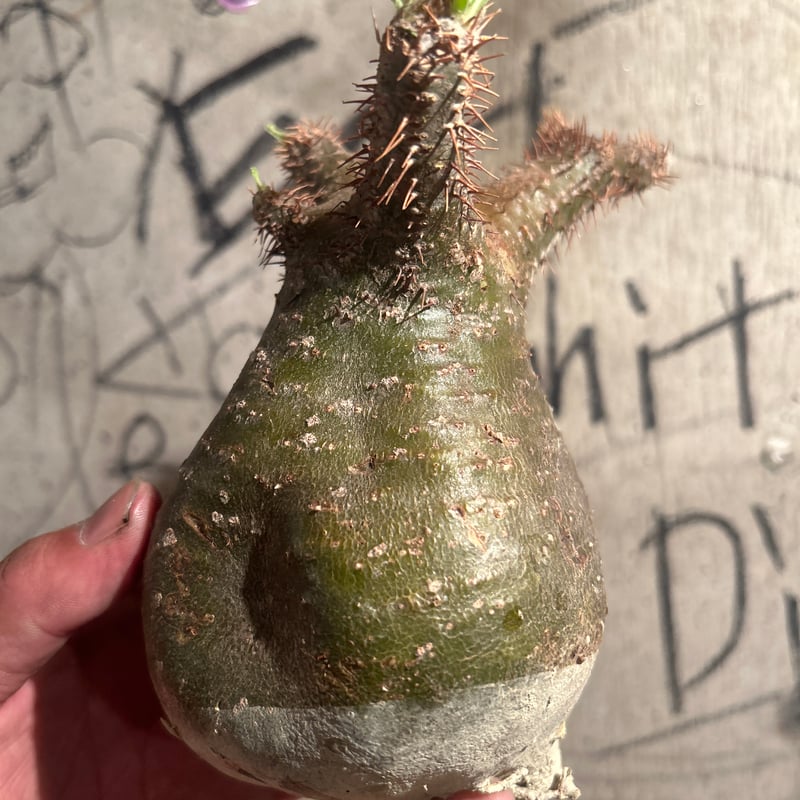 パキポディウム・グラキリス⑦ パキポディウム グラキリス 7 | madaexotic