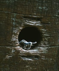 alone horse ring