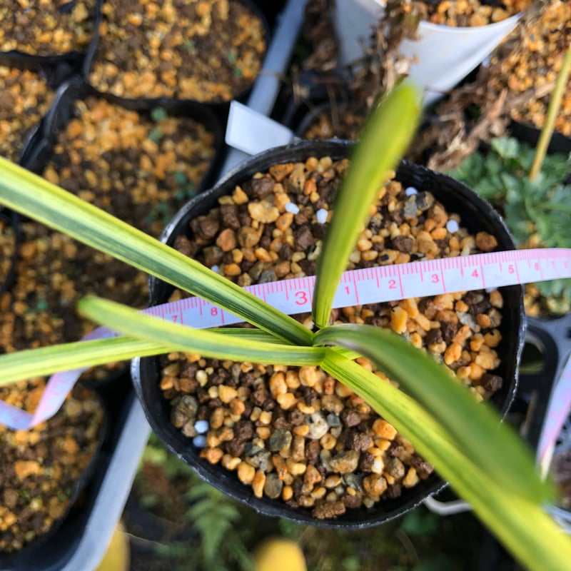 斑入り ヒガンバナ 曙覆輪 | Hidagawaen'S - 飛騨川苑