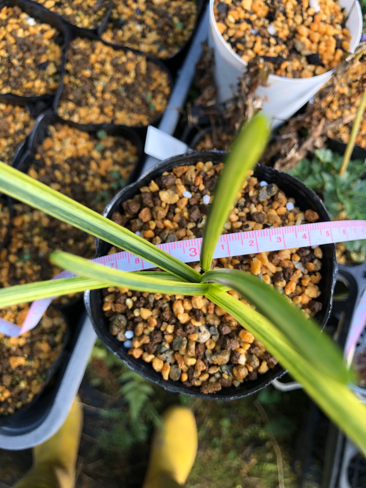 斑入り ヒガンバナ 曙覆輪 | Hidagawaen'S - 飛騨川苑