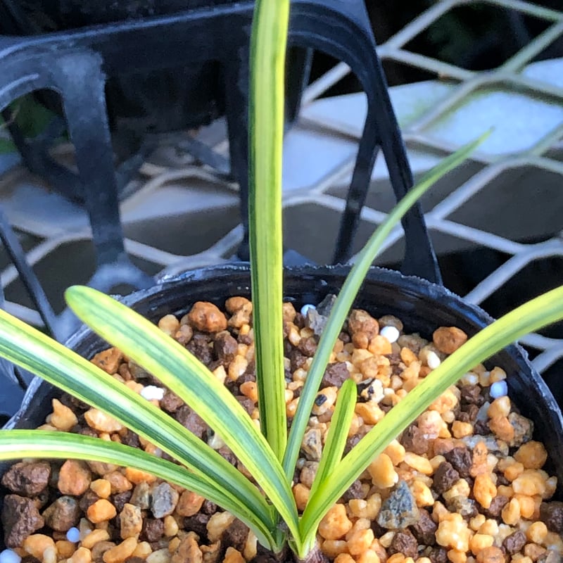 斑入り ヒガンバナ 曙覆輪 | Hidagawaen'S - 飛騨川苑 ヒガンバナ