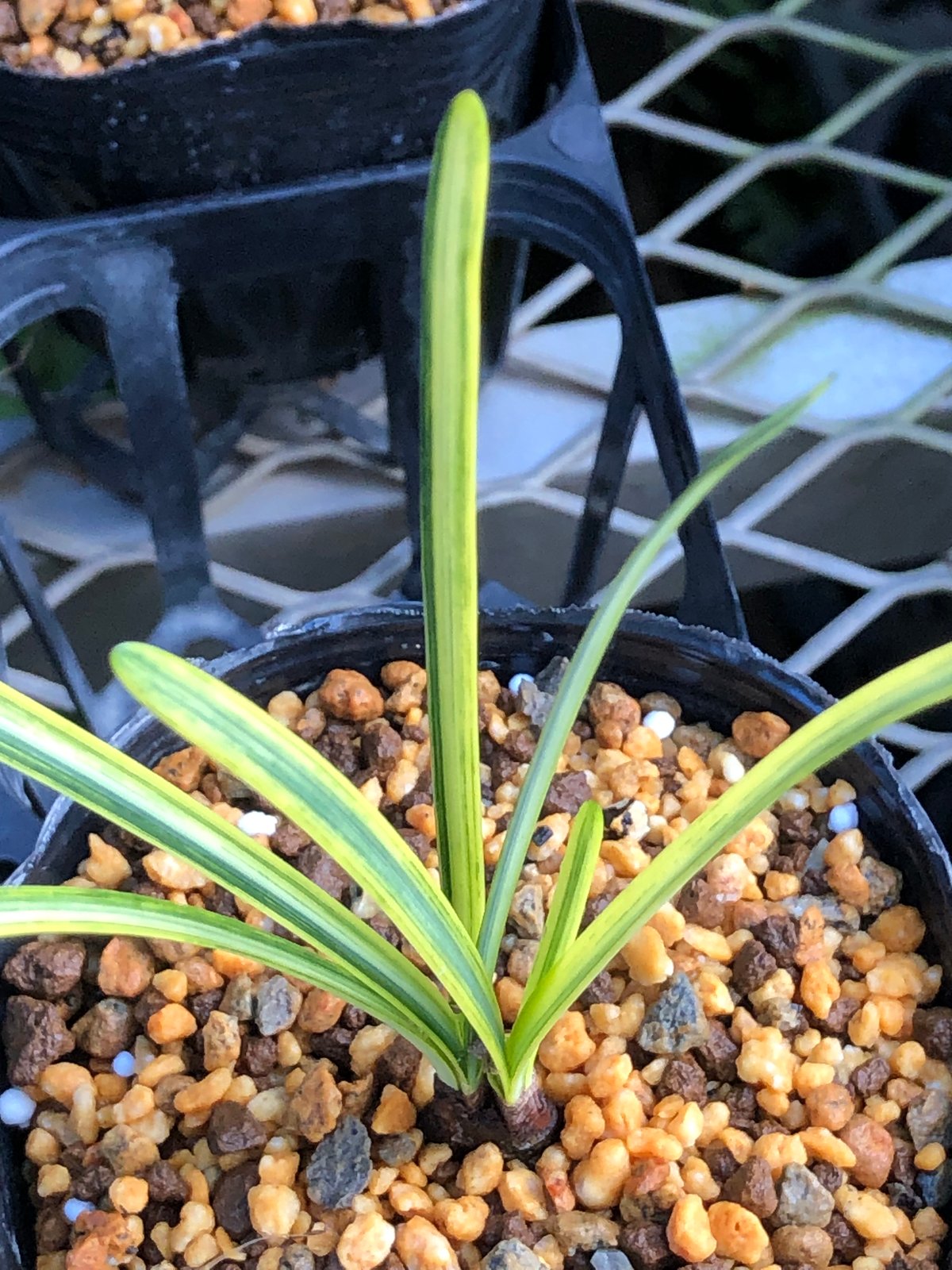 斑入り ヒガンバナ 曙覆輪 | Hidagawaen'S - 飛騨川苑