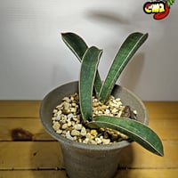 サンセベリア アエチオピカ | いかれ植物屋 CrazyMenAdventure