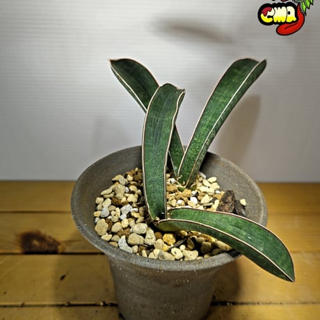 ブルーバット | STORES