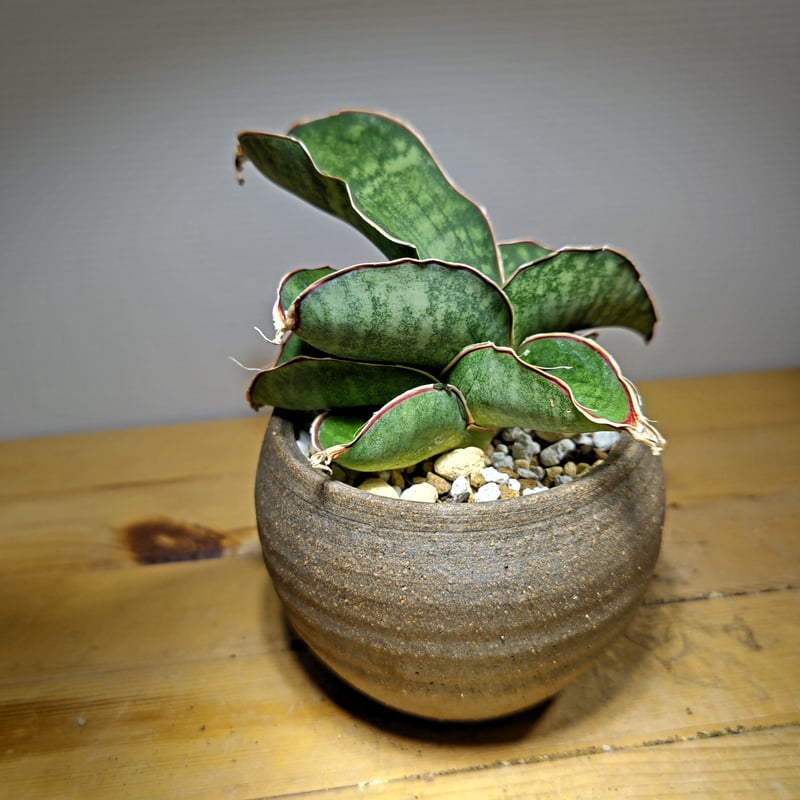 サンセベリア ドラゴンウィング | いかれ植物屋 CrazyMenAdventure