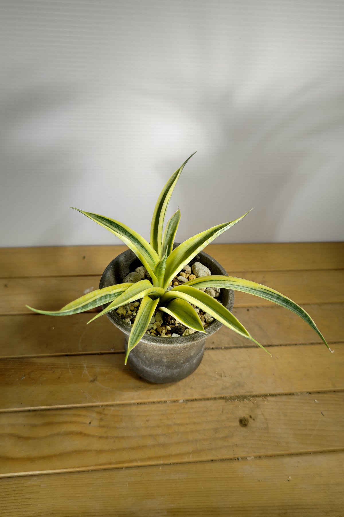 サンセベリア サイアムゴールド | いかれ植物屋 CrazyMenAdventure