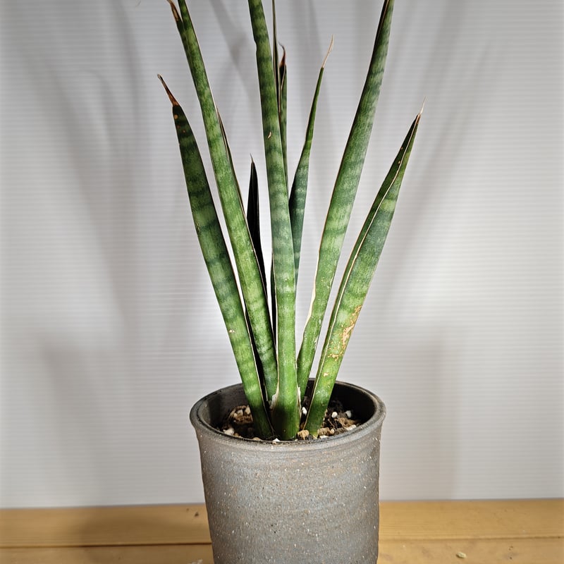 サンセベリア アエチオピカ | いかれ植物屋 CrazyMenAdventure