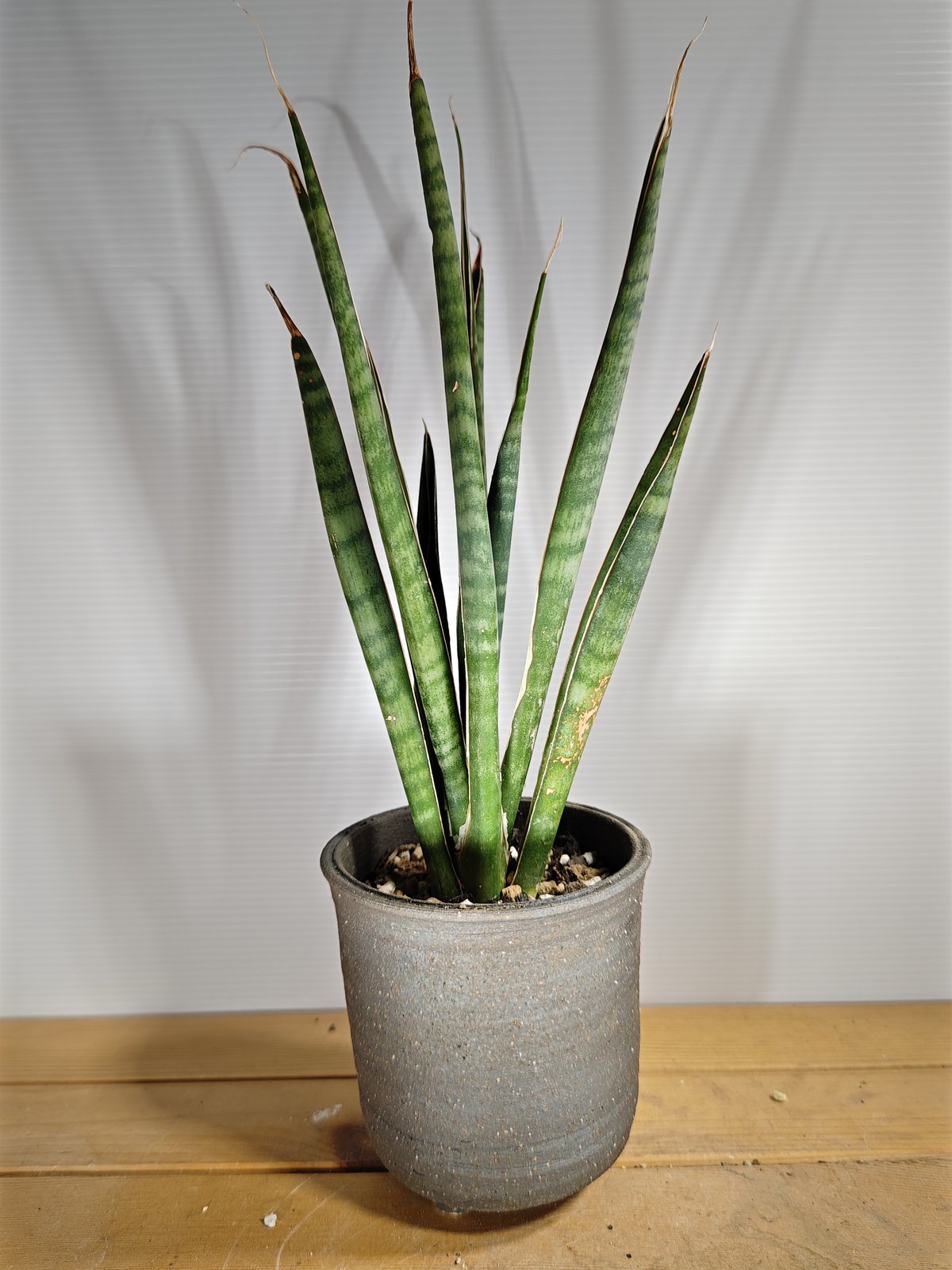 サンセベリア アエチオピカ | いかれ植物屋 CrazyMenAdventure