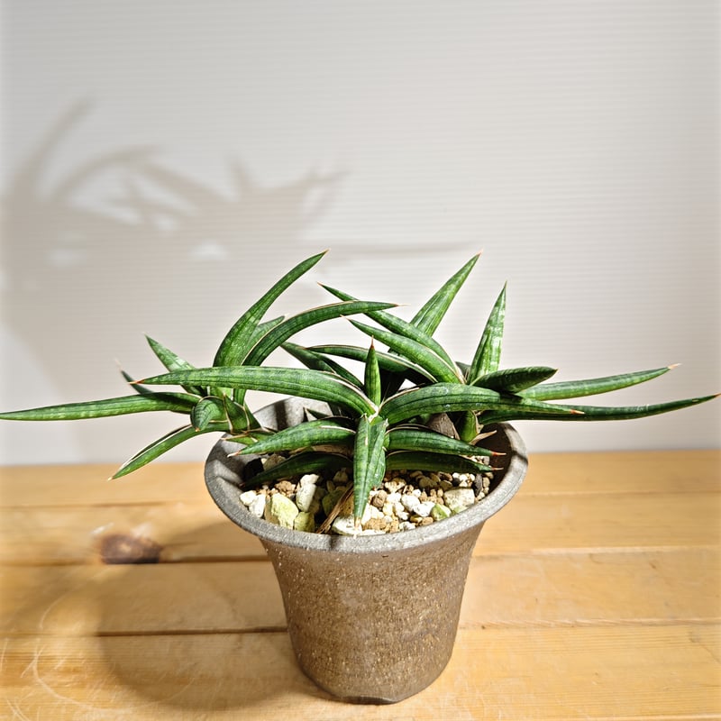 サンセベリア バリー | いかれ植物屋 CrazyMenAdventure