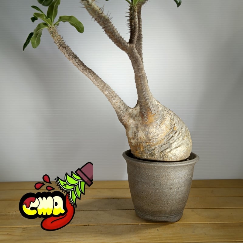 パキポディウム グラキリス 中株 パキポディウム グラキリス 中 | いかれ植物屋 CrazyMenAdventure