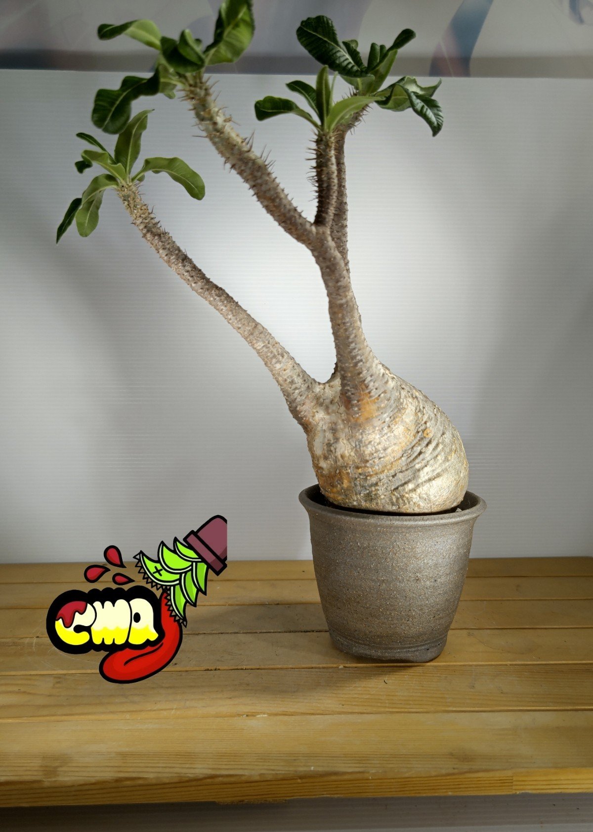 パキポディウム・グラキリス⑤ ミ*ン様 35.パキポディウム グラキリス パキポディウム：グラキリス3.5