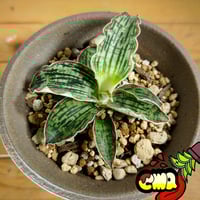 斑入り サンスベリア ボンセレンシス　子株付き 斑入り サンスベリア ボンセレンシス 子株付き サンセベリア