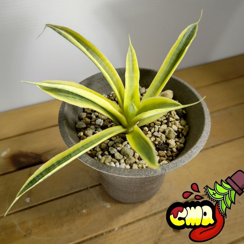 サンセベリア　サイアム　ゴールド サンセベリア：サイアムゴールド 3号ポット の通販 | 園芸ネット