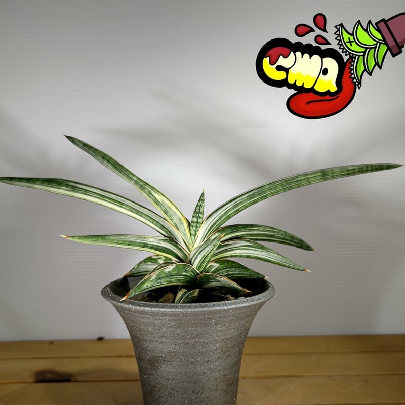 サンセベリア ラブラノス1970 斑入り | いかれ植物屋 CrazyMenAdventure