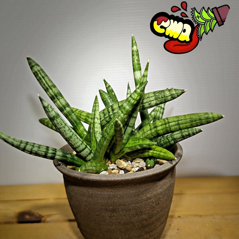 セール中　斑入り　サンセベリア　Green Dragon サンスベリア 群生 斑入り サンセベリア Green Dragon サンスベリア 群生