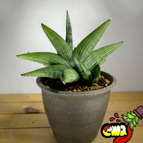 CATEGORY サンセベリア | いかれ植物屋 CrazyMenAdventure