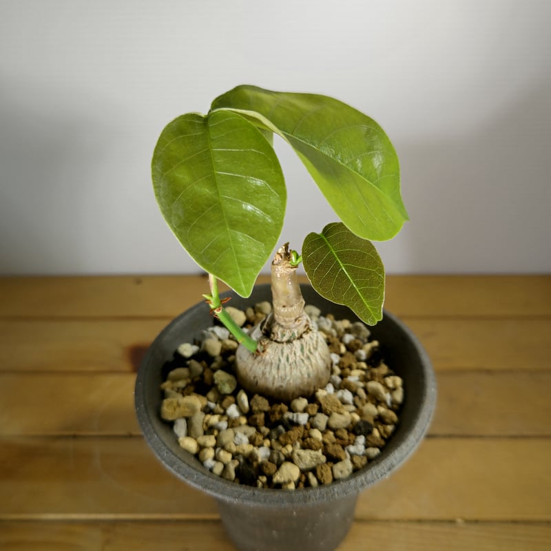 プセウド ボンバックス エリプティクム | いかれ植物屋 CrazyMenAdventure