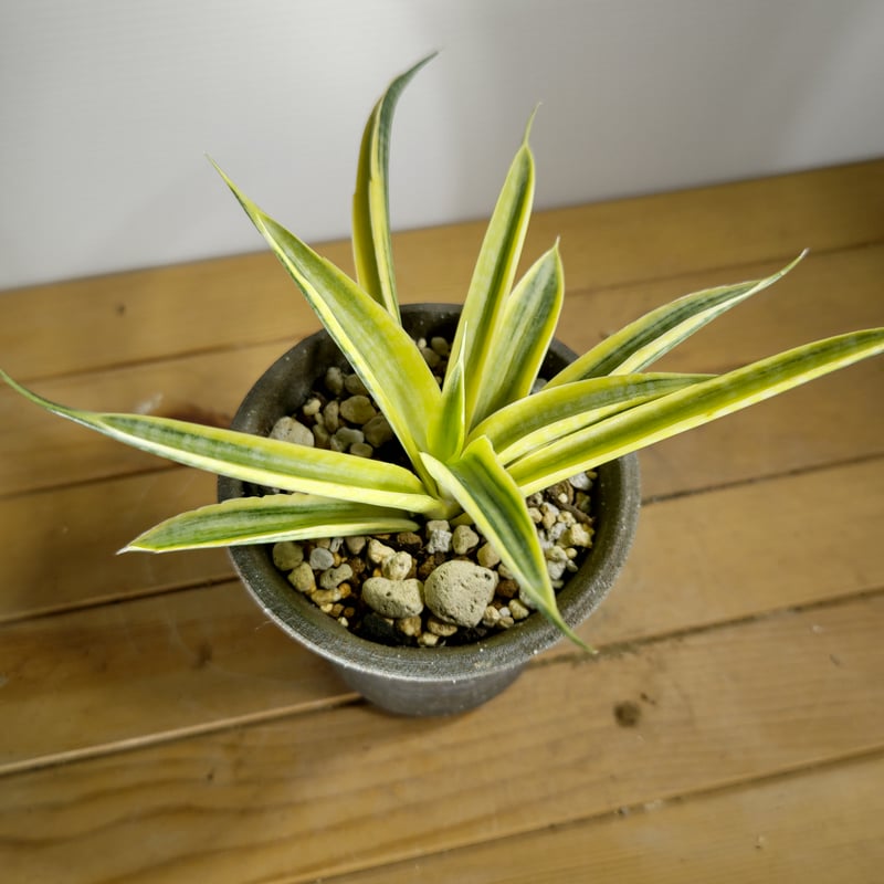 サンセベリア サイアムゴールド | いかれ植物屋 CrazyMenAdventure