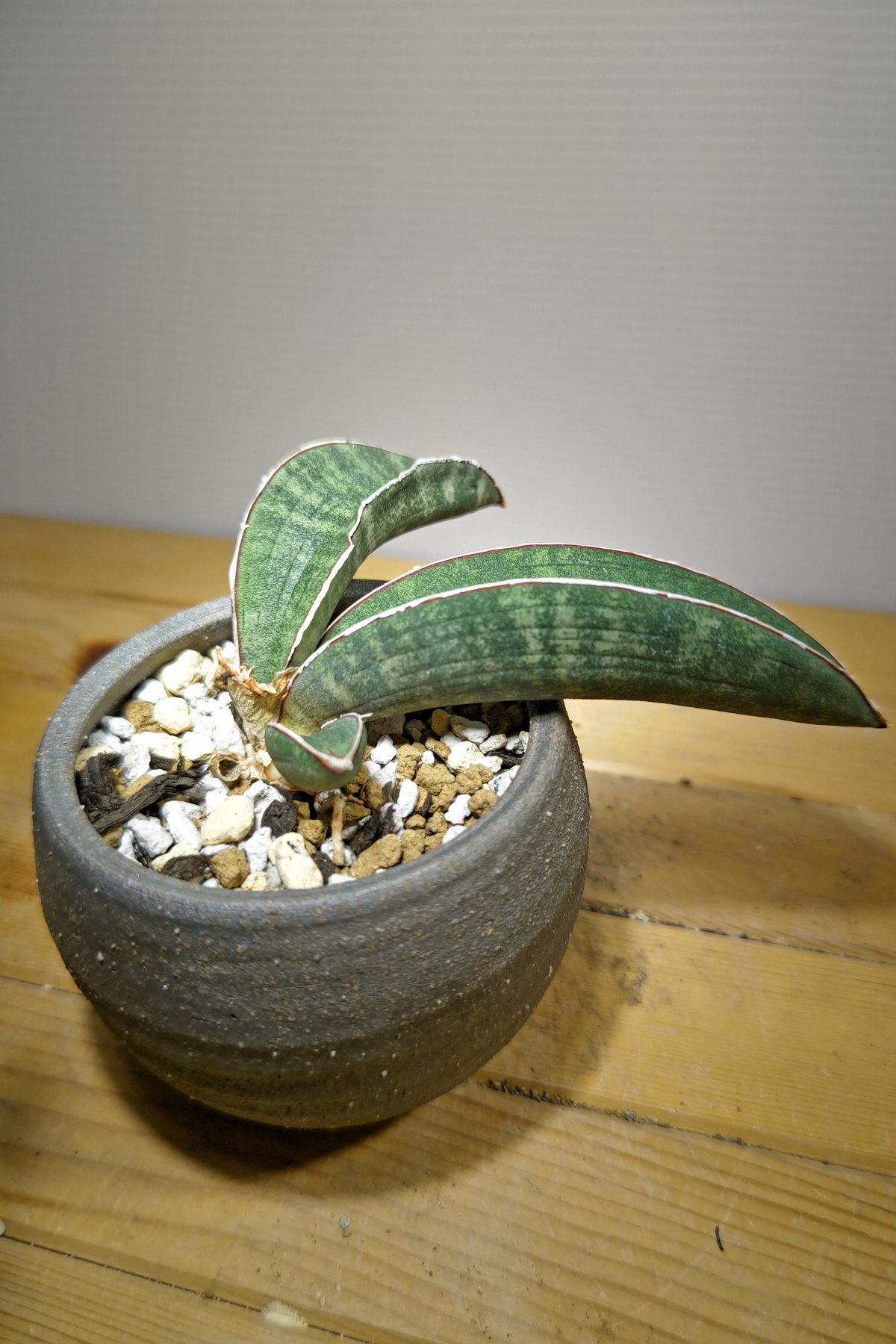 斑入り　サンセベリア　ピンクバット　サンスベリア Sansevieria hallii Pink Bat サンスベリア ピンクバット 5 【送料