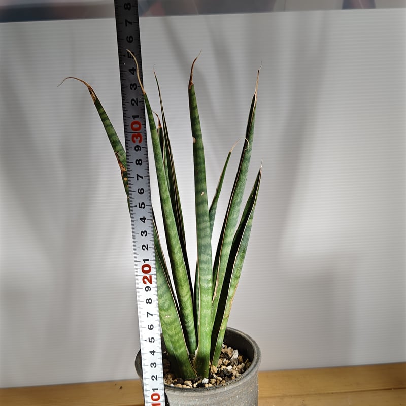 サンスベリア エチオピカ ブルー サンセベリア・エチオピカ (Sansevieria aethiopica)