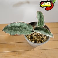 サンセベリア アエチオピカ | いかれ植物屋 CrazyMenAdventure