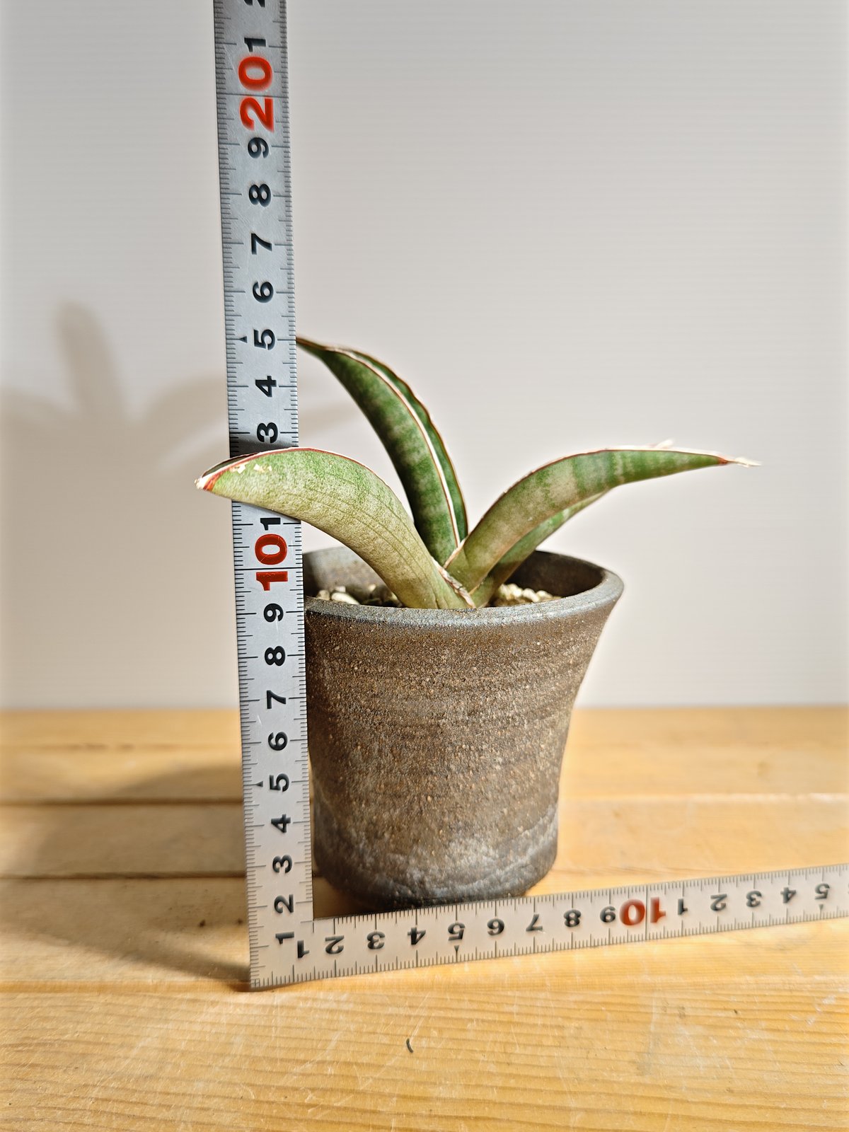 サンセベリア プフィステリー | いかれ植物屋 CrazyMenAdventure