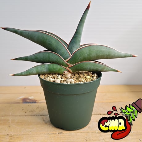 あ*ろ様 【超特大S級輸入株】 サンスベリア　JOX ZIN　サンセベリア　ロリ 希少 サンスベリア ロリダ sansevieria rorida サボテン 多肉植物