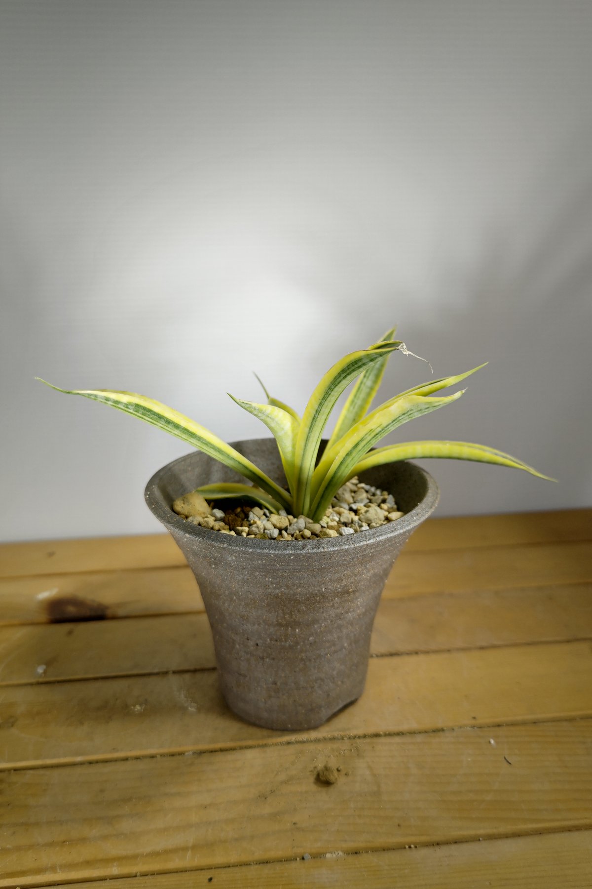 サンセベリア サイアムゴールド 1 | いかれ植物屋 CrazyMenAdventure