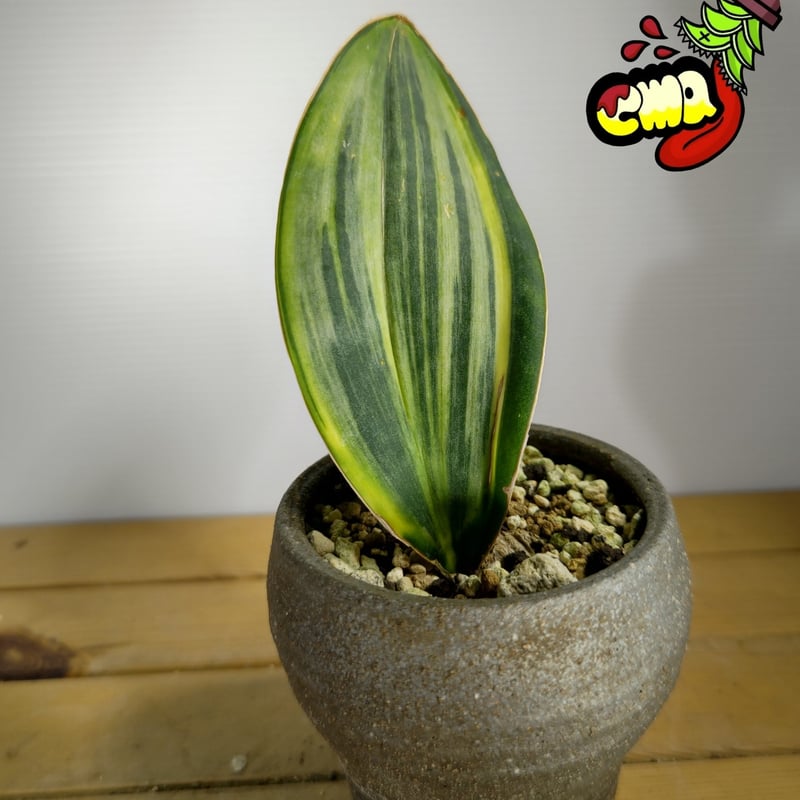 サンスベリア　斑入りマッソニアーナ　先祖返り7本 サンセベリア マッソニアーナ 斑入り | いかれ植物屋 CrazyMenAdventure