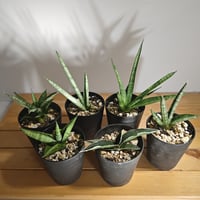 サンセベリア プフィステリー | いかれ植物屋 CrazyMenAdventure