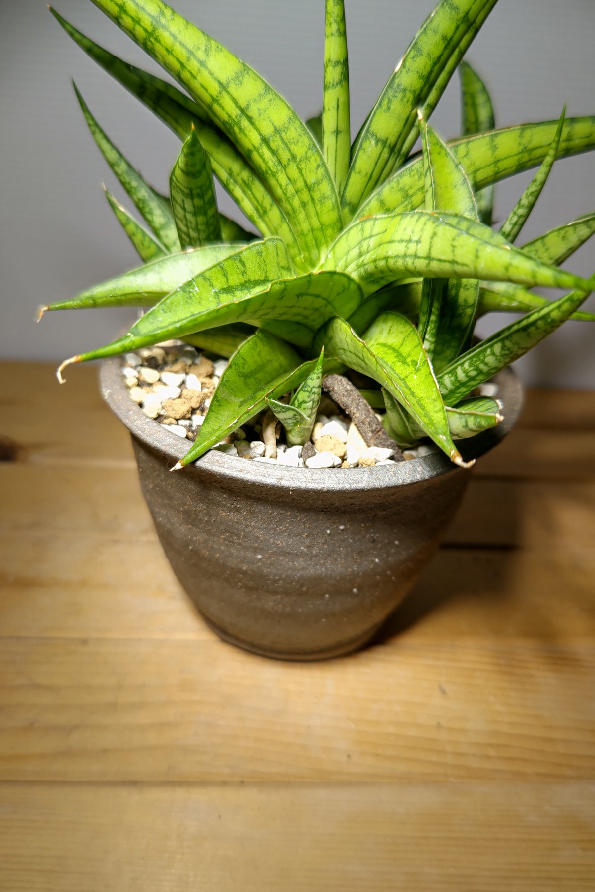 サンセベリア ハイブリッドfromインドネシア | いかれ植物屋 サンセベリア ハイブリッドfromインドネシア | いかれ植物屋