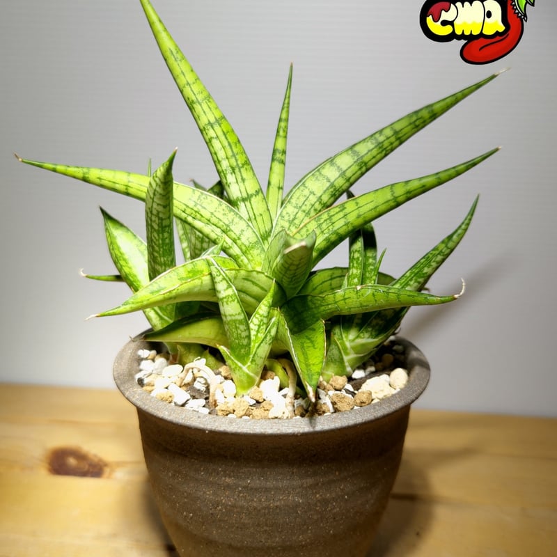 サンセベリア ハイブリッドfromインドネシア | いかれ植物屋