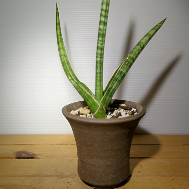 サンセベリア サッフルティコーサ シルバー | いかれ植物屋