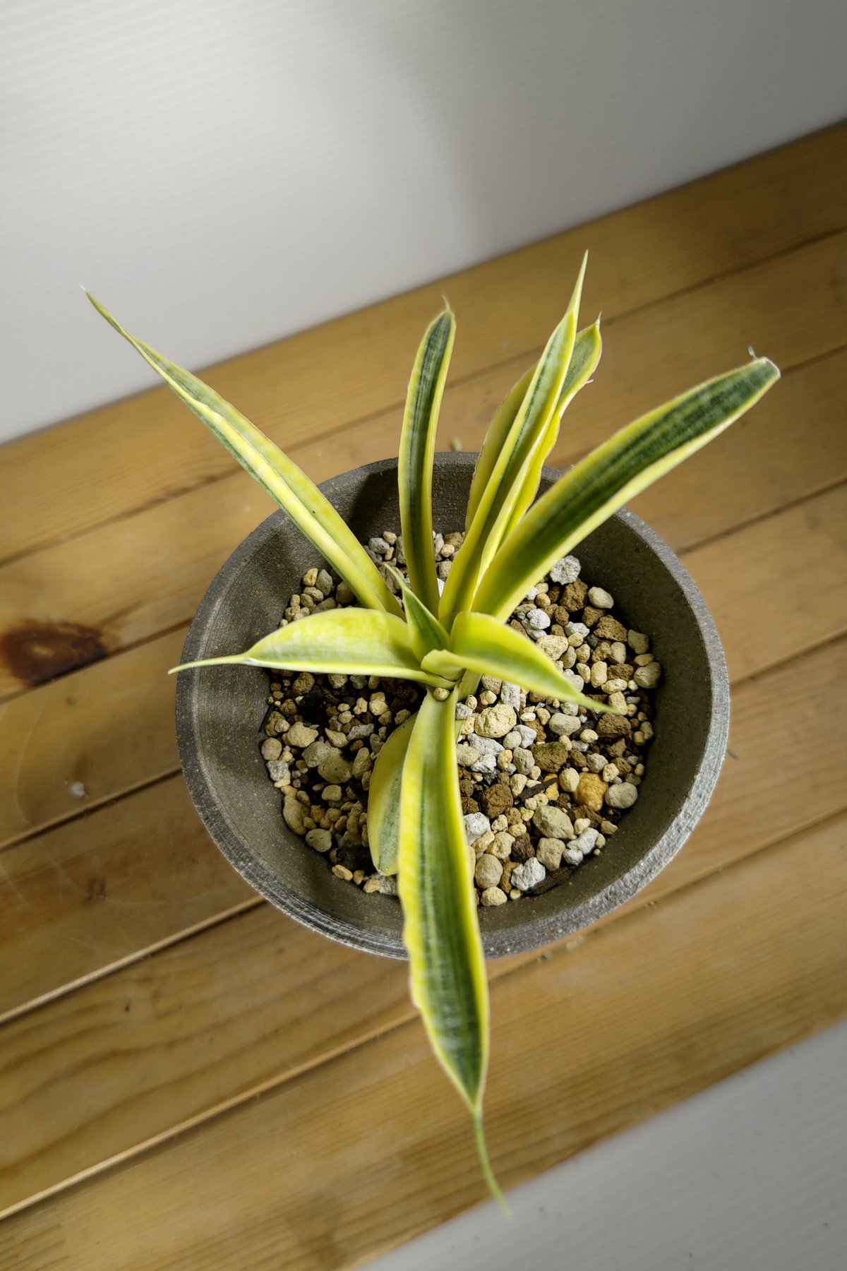 サンセベリア サイアムゴールド 1 | いかれ植物屋 CrazyMenAdventure