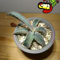 サンセベリア ダンシングドラゴン | いかれ植物屋 CrazyMenAdventure