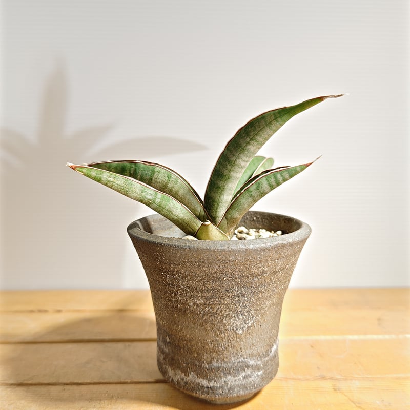 サンセベリア プフィステリー | いかれ植物屋 CrazyMenAdventure