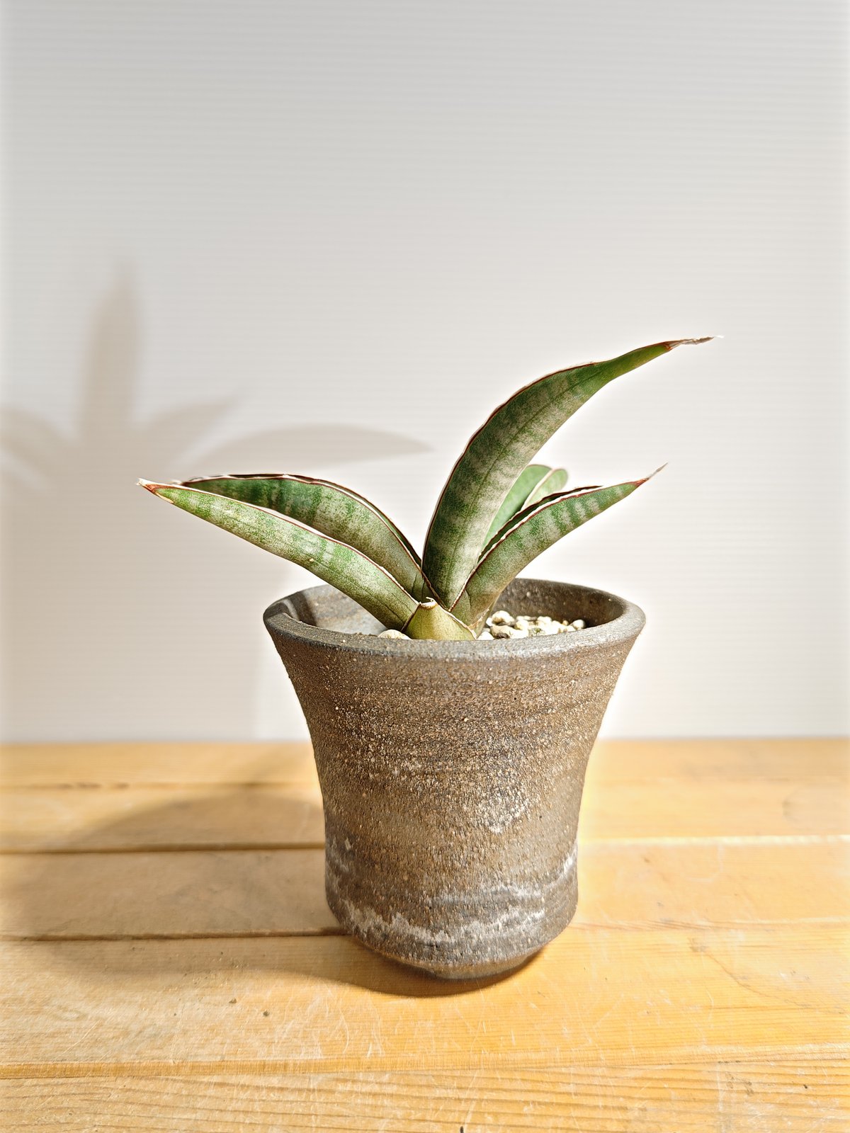 サンセベリア プフィステリー | いかれ植物屋 CrazyMenAdventure