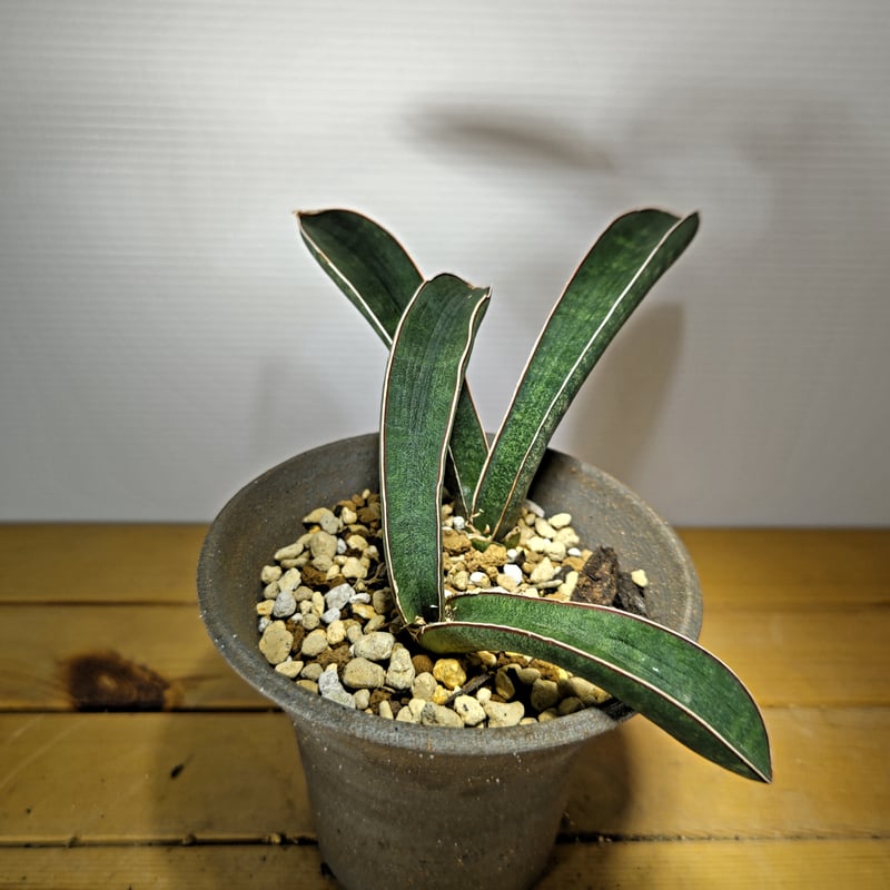 サンスベリア　ベースボールバット　斑入 S.Baseball Bat Var サンスベリア ベースボールバット 斑入 S.Baseball Bat Var - メルカリ