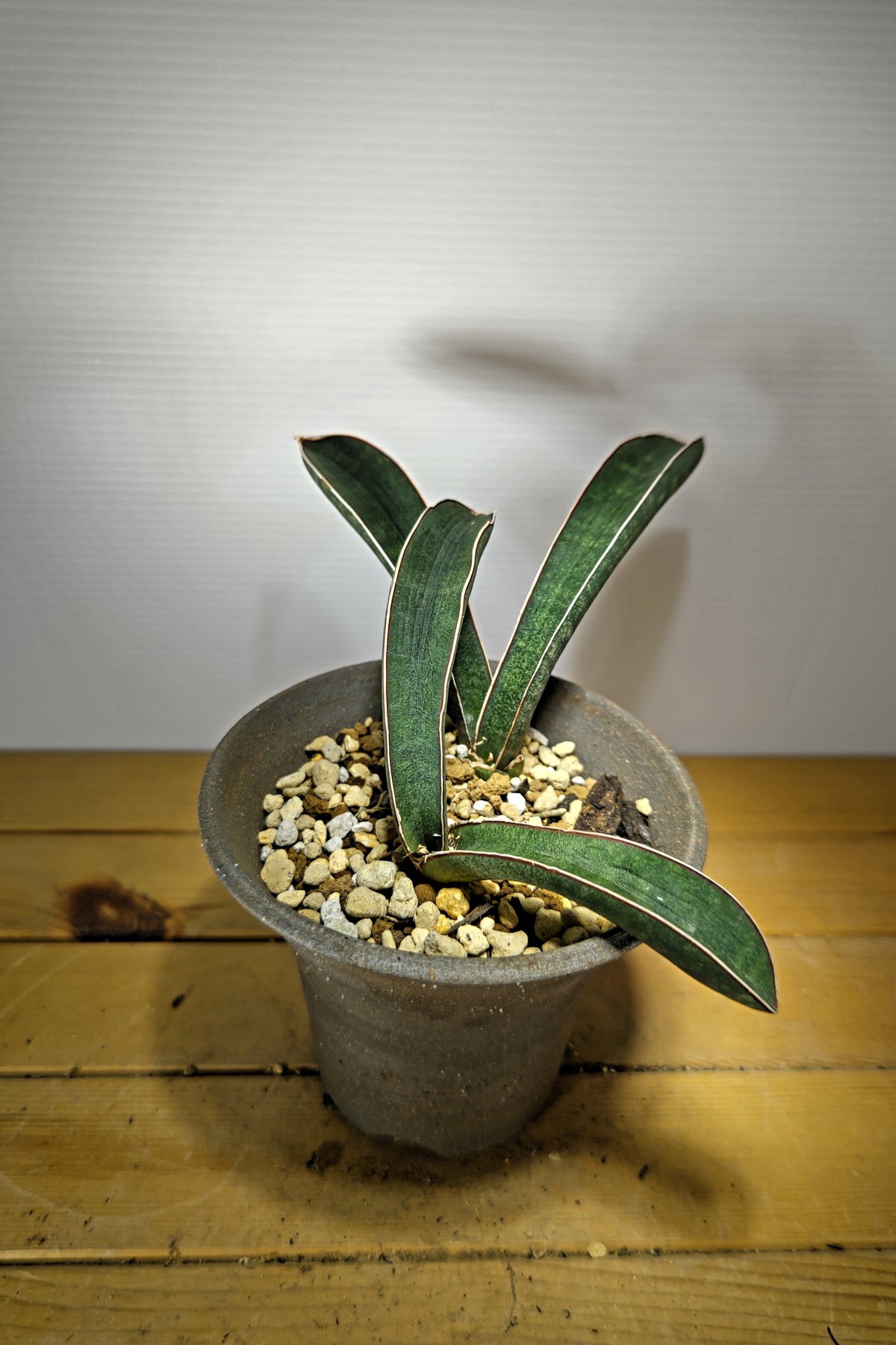 サンセベリア ハリー ブルーバット | いかれ植物屋 CrazyMenAdventure