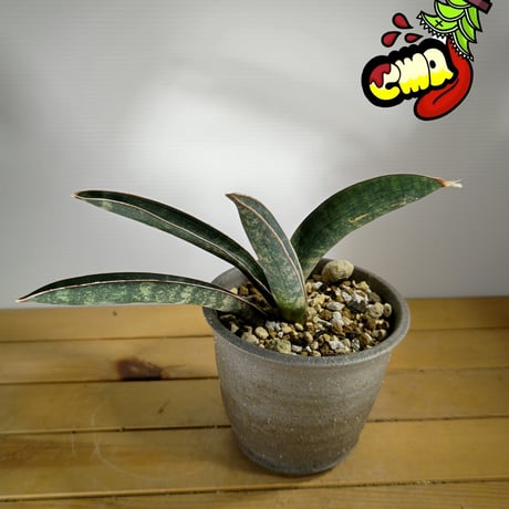 サンスベリアピンクバット | STORES