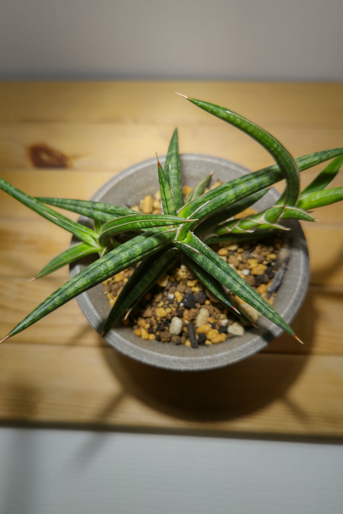 ロリダ バリエガータ サンスベリア 斑入り 希少 抜き苗 ロリダ