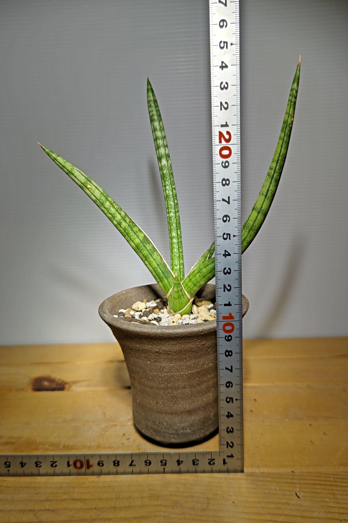 サンセベリア サッフルティコーサ シルバー | いかれ植物屋