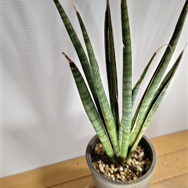 サンセベリア アエチオピカ | いかれ植物屋 CrazyMenAdventure