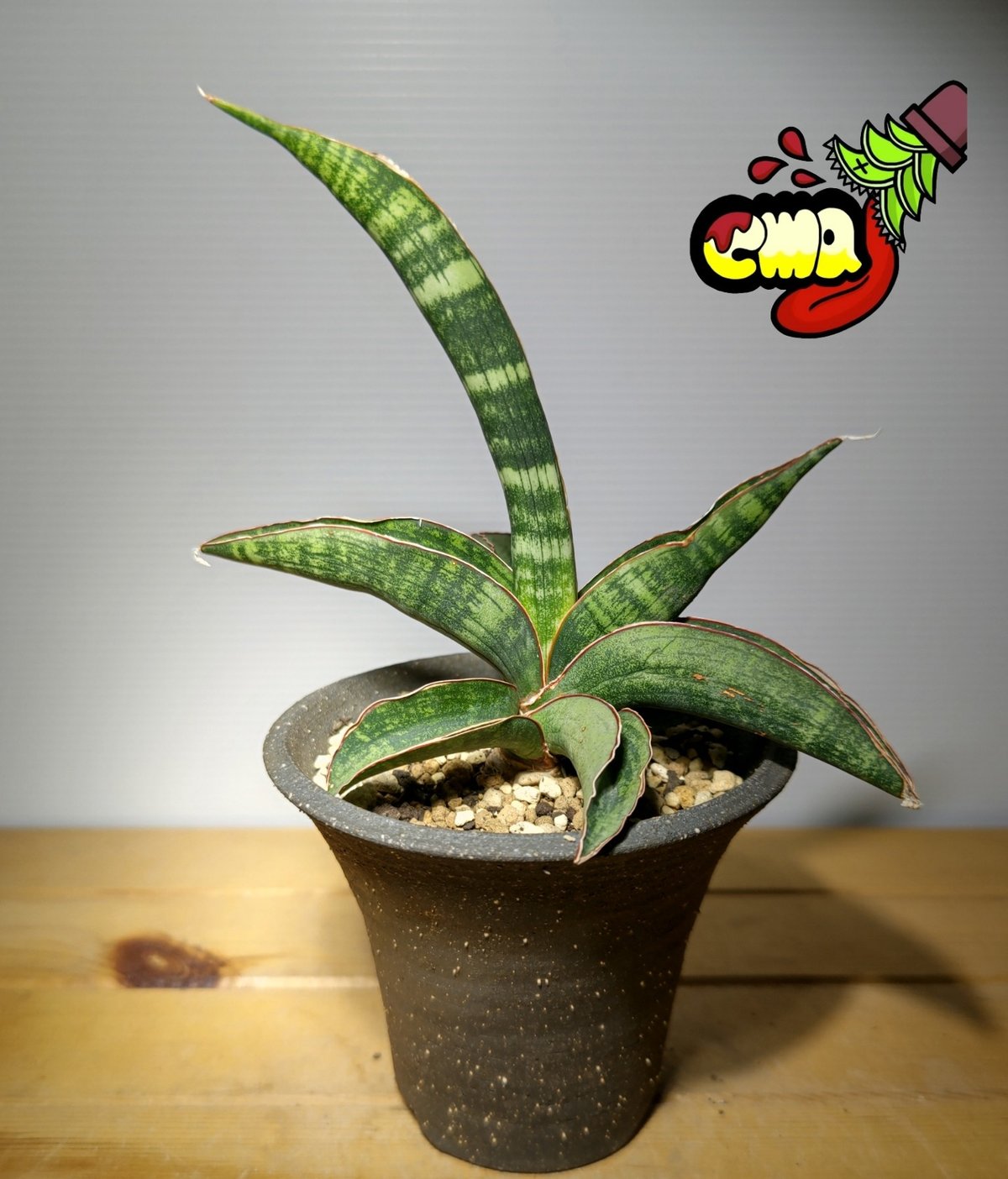 サンセベリア レディガガ | いかれ植物屋 CrazyMenAdventure