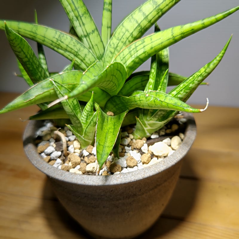 サンスベリアサイアムパールハーフムーン