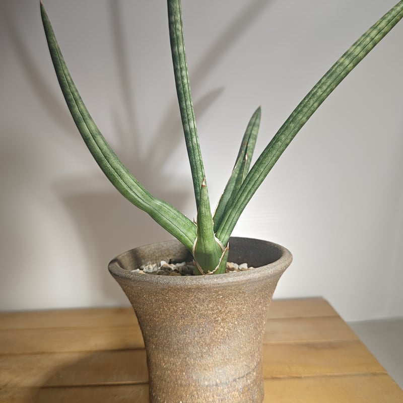 サンセベリア サッフルティコーサ シルバー | いかれ植物屋