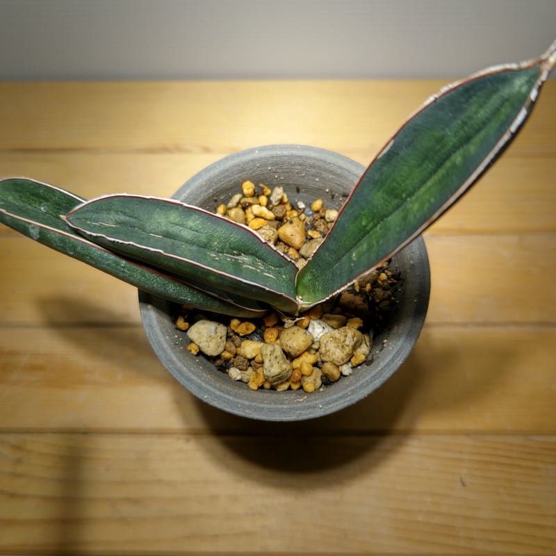 サンセベリア ハリー ブルーバット | いかれ植物屋 CrazyMenAdventure