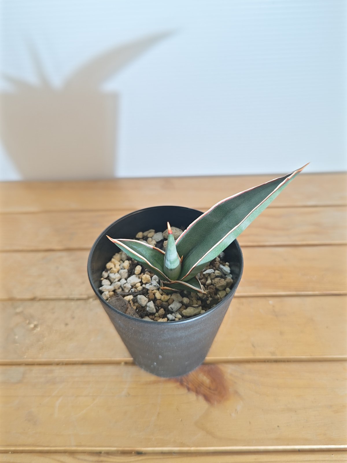 サンスベリア 各種　価格相談　ブルークローン　ロリダ等 サンスベリア ロリダ 子株 | いかれ植物屋 CrazyMenAdventure