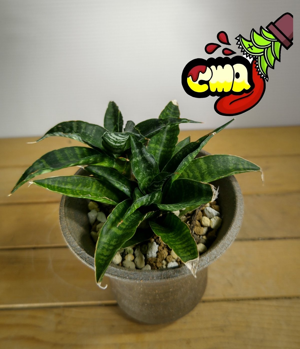数量は多い コルドバ サンセベリア | CrazyMenAdventure いかれ植物屋 サンスベリア