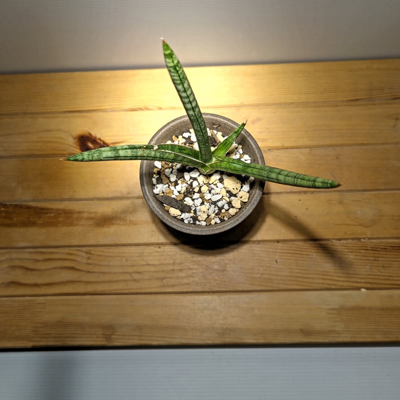 サンスベリア スッフルティコーサ S. suffruticosa Sansevieria